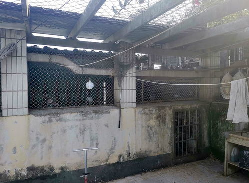 南充一小區(qū)樓頂養(yǎng)了近百只鴿子 鄰居生活受影響